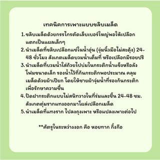 เมล็ดทองหลางน้ำหนามก้านแดง จากภาคใต้ / พี่เลี้ยงทุเรียน