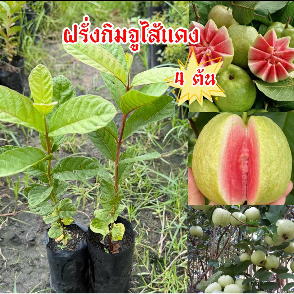 ต้นฝรั่งกิมจูไส้แดง  (4 ต้น)