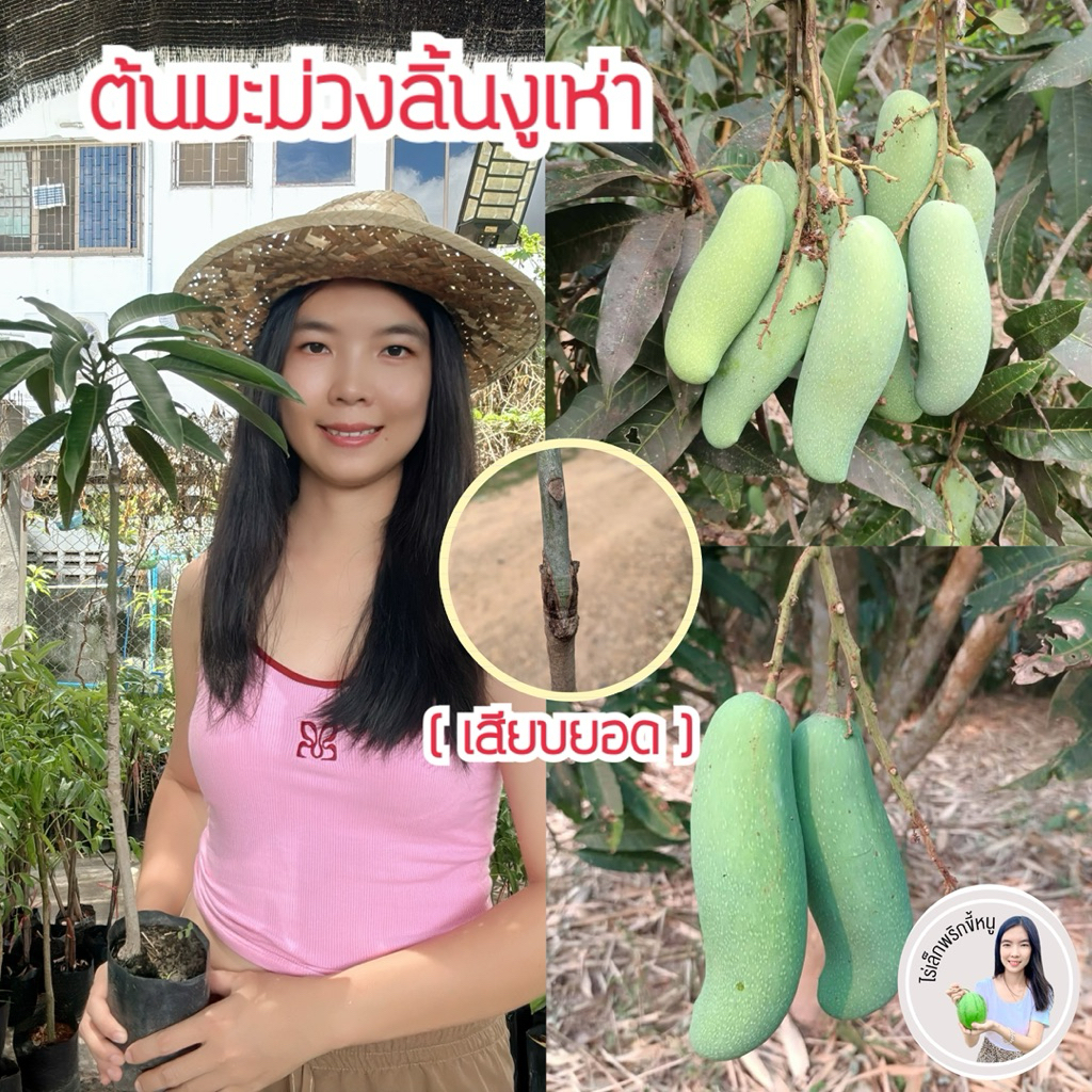#ต้นมะม่วงลิ้นงูเห่า(ต้นเล็ก) แท้100% (เสียบยอด) 1-2ปีติดผล สูงราว50-60เซน
