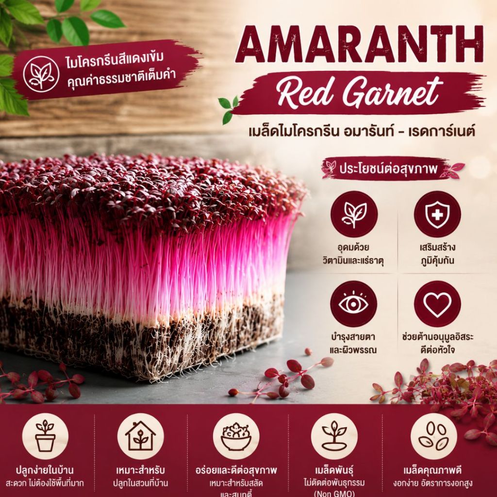 เมล็ดพันธุ์ อมรันท์ เรด การ์เน็ต ไมโครกรีน สีแดงสวย สารอาหารสูง เหมาะปลูกในบ้าน