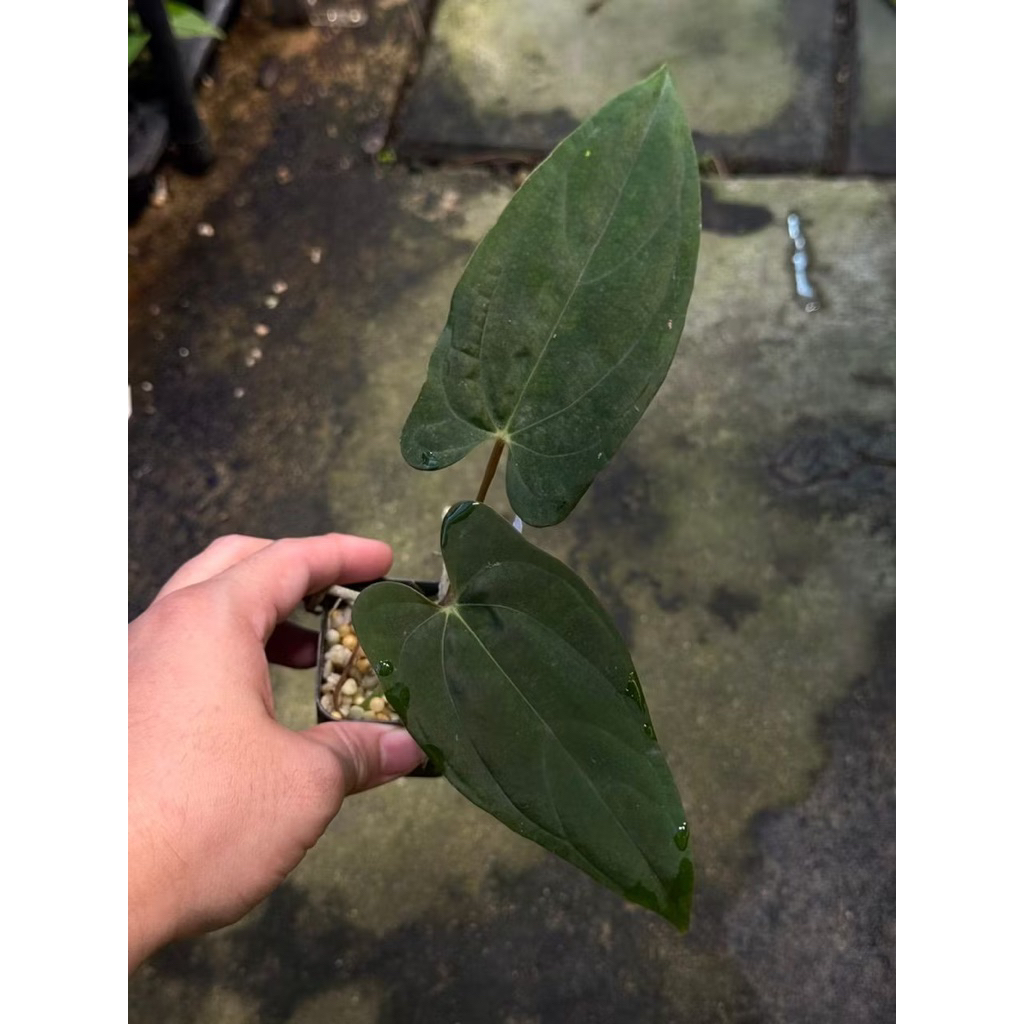Anthurium Pap FS x Red vein dark phoenix *ทางสวนคัดต้นสวยๆให้**