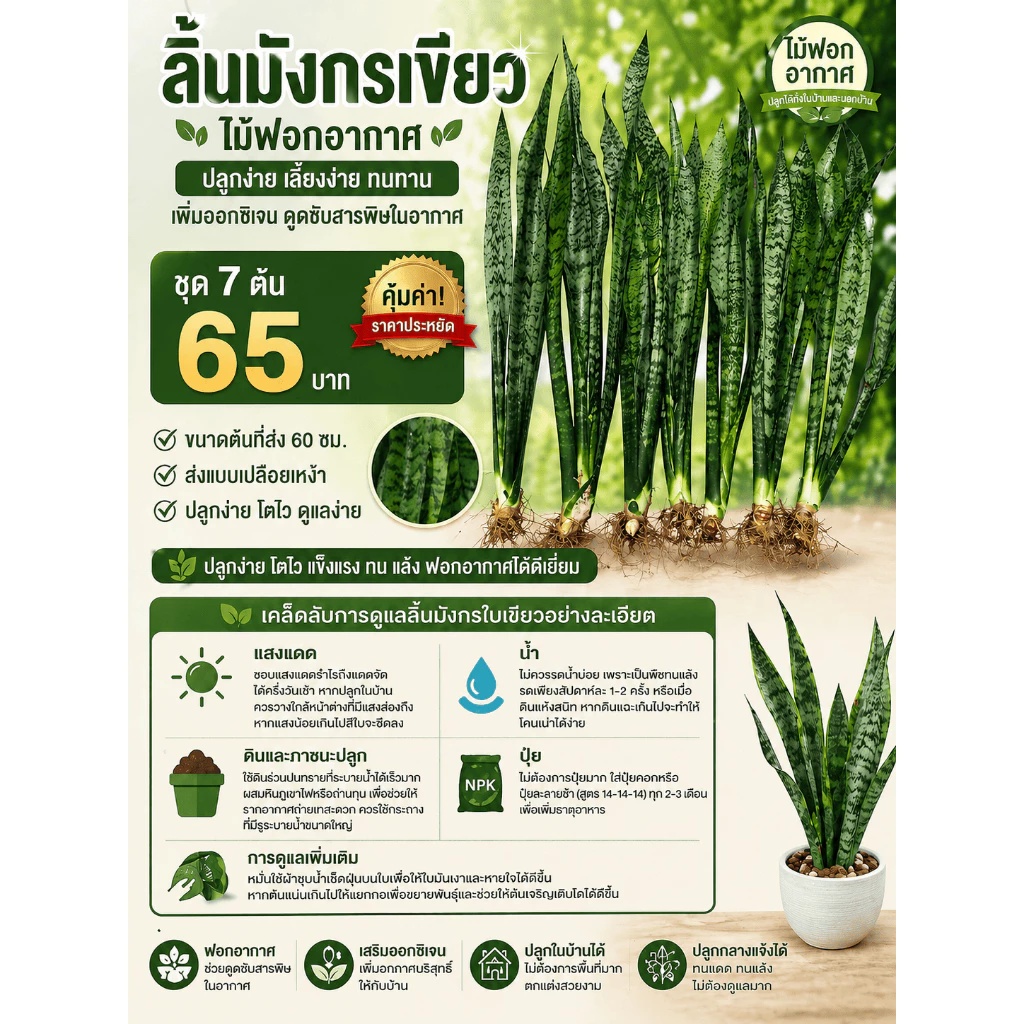 ชุด7ต้น65บาท สูง60ซม.ลิ้นมังกรเขียวลายสวย ไม้ฟอกอากาศ
