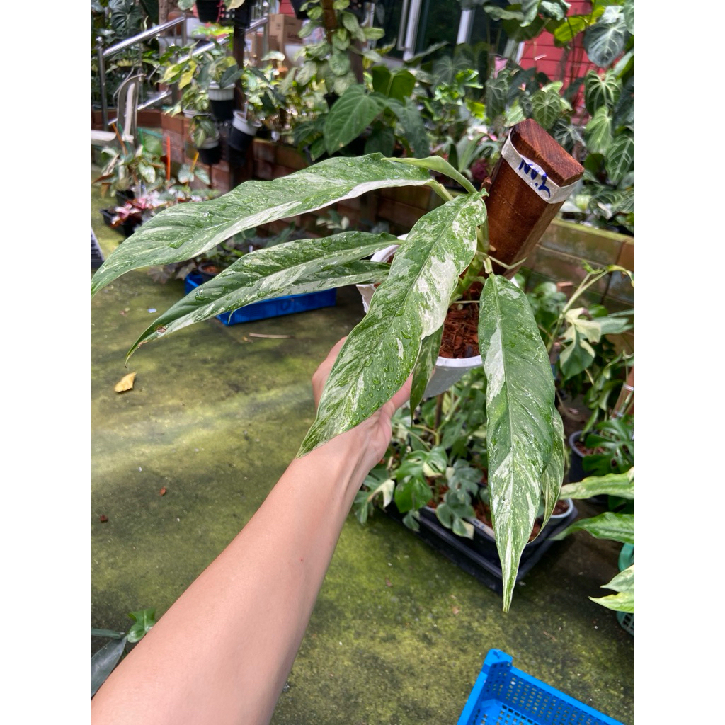 Rhaphidophora megasperma var. (มักหมายถึง Rhaphidophora megasperma variegated หรือพลูหัวใจฉล่างด่าง) คือไม้เลื้อยหายาก