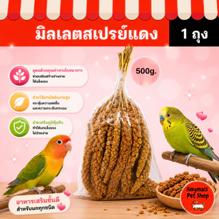(ขนาด 500g.) มิลเลตสเปรย์แดง เป็นอาหารเสริมสำหรับนก โดยเฉพาะนกที่มีปัญหาในการกินอาหารหรือนกที่กำลังป่วย
