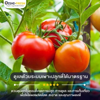 🛒Oishi-Fresh🍅มะเขือเทศเนื้่อ ปลอดสารพิษ 1 กก. รสชาติกรอบ สด ใหม่ ใยอาหารสูง หวานออร์แกนิค เคลมได้ 1-2 วัน