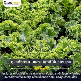 🛒Oishi-Fresh 🥬ผักเคล ปลอดสารพิษ 1 กก. รสชาติกรอบ สด ใหม่ ใยอาหารสูง หวานออร์แกนิค ผัก เคลมได้ 1-2 วัน