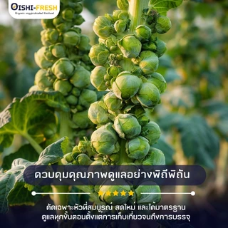 🛒Oishi-Fresh🥬กะหล่ำดาว ปลอดสารพิษ 1 กก. รสชาติกรอบ สด ใหม่ ใยอาหารสูง หวานออร์แกนิค เคลมได้ 1-2 วัน