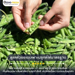 🛒Oishi-Fresh🥬ถั่วลันเตา ปลอดสารพิษ 1 กก. รสชาติกรอบ สด ใหม่ ใยอาหารสูง หวานออร์แกนิค ผัก เคลมได้ 1-2 วัน