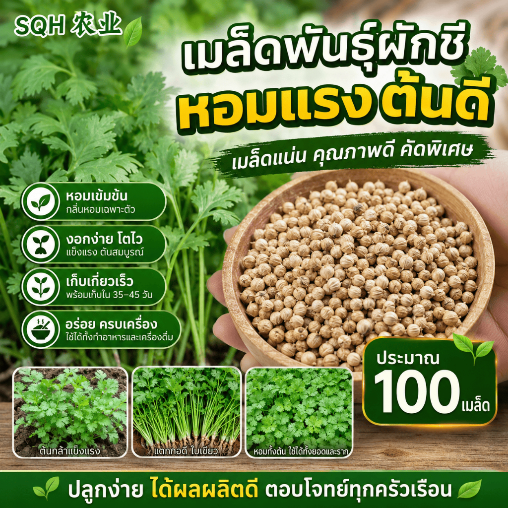 เมล็ดผักชีครัวเรือน รากแข็งแรง ตัดเก็บวนรอบสั้น 100 เมล็ด ซองพกพาสะดวก