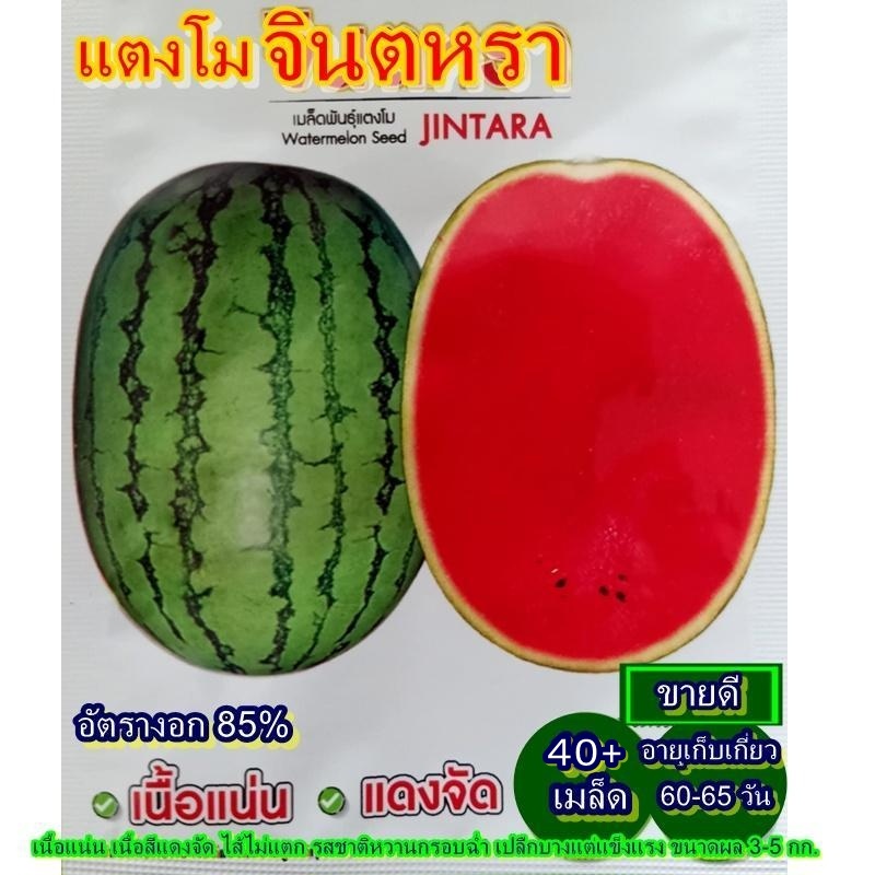 40+ เมล็ด เมล็ดแตงโมจินตหรา (อัตรางอก 85% ปลูกง่าย เนื้อแน่น เนื้อสีแดงจัด ไส้ไม่แตก รสชาติหวานกรอบฉ่ำ เปลือกสีเขียวลาย)