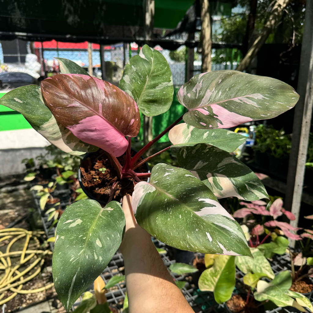 Philodendron Pink Princess Marble King ฟิโลเดนดรอน พิ้งปริ้นเซส มาเบิ้ลคิง ด่างชมพู