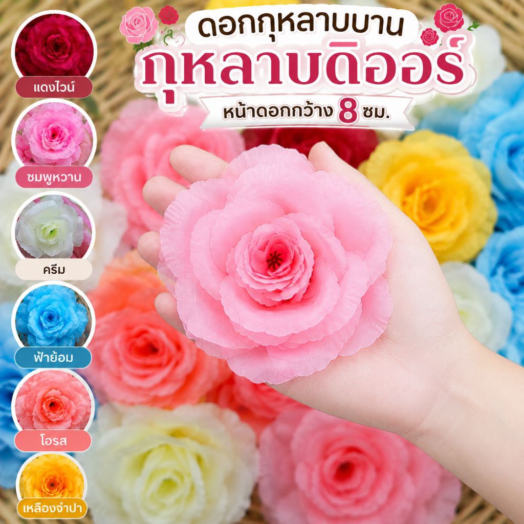 ดอกกุหลาบบาน หัวดอกกุหลาบบาน กุหลาบดิออร์ ดอกกว้าง 8ซม.