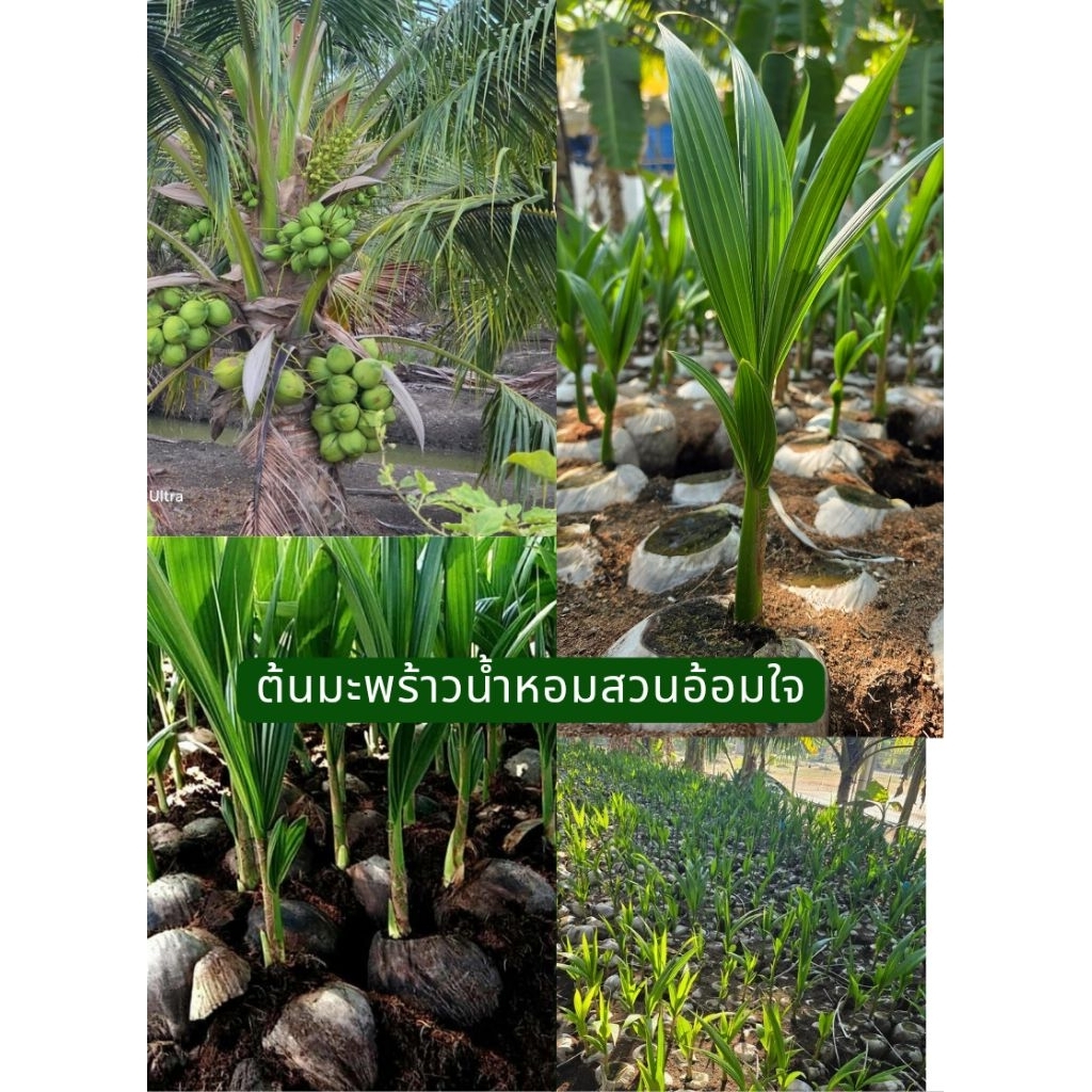 ❤️10ต้นแถม1ต้น❤️🌴พันธุ์มะพร้าวบ้านแพ้วน้ำหอมแท้ ต้นเตี้ย ลูกดก คัดไซส์พร้อมลงปลูก 🌴