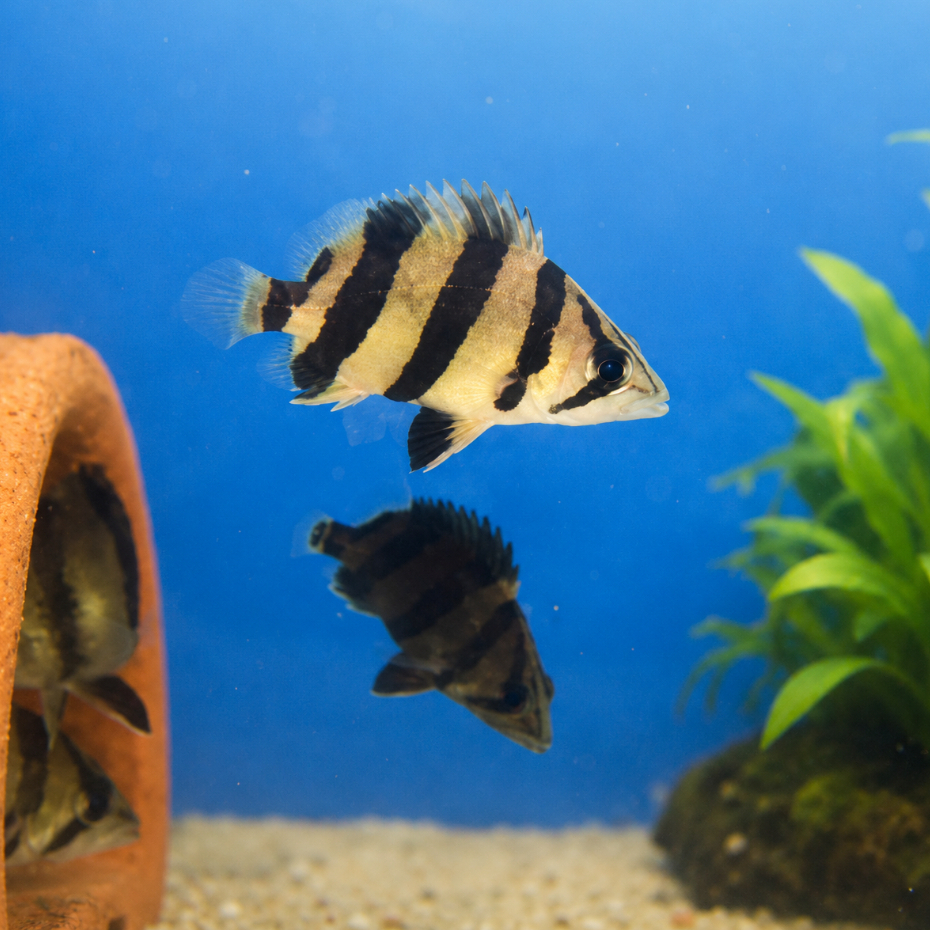 เสือตอลายคู่ Datnioides microlepis (ไซส์ 2 นิ้ว)