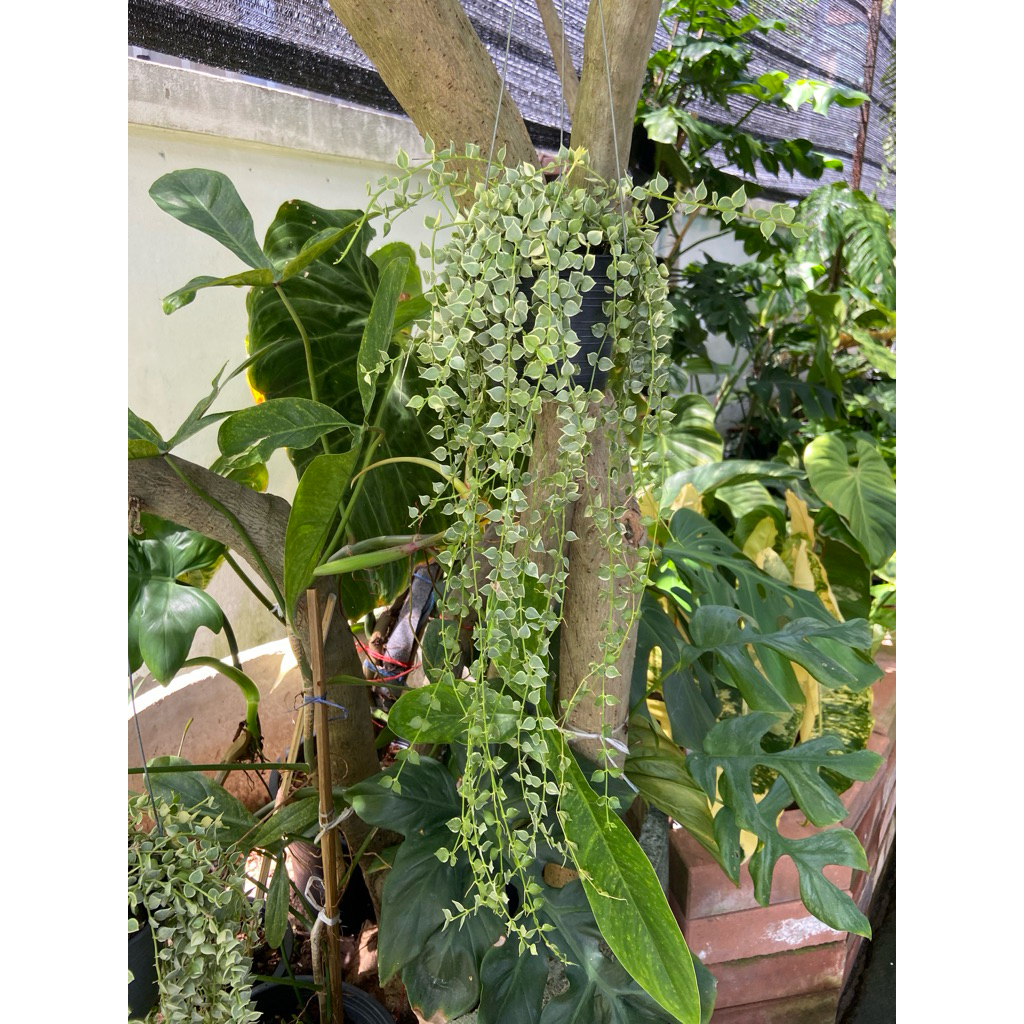 ต้นเดฟหัวใจล้านดวงด่าง (Dischidia ruscifolia 'Million Hearts' Variegated) ซึ่งเป็นไม้แขวนประดับยอดนิยม