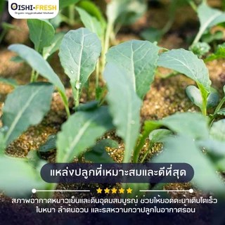 🛒Oishi-Fresh🥬คะน้าจีน ปลอดสารพิษ 1 กก. รสชาติกรอบ สด ใหม่ ใยอาหารสูง หวานออร์แกนิค เคลมได้ 1-2 วัน