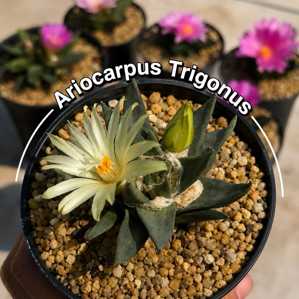 อริโอคาปัสไตรโกนัสไม้เมล็ด  Ariocarpus Trigonus Seeds พิเศษไซร์ออกดอก