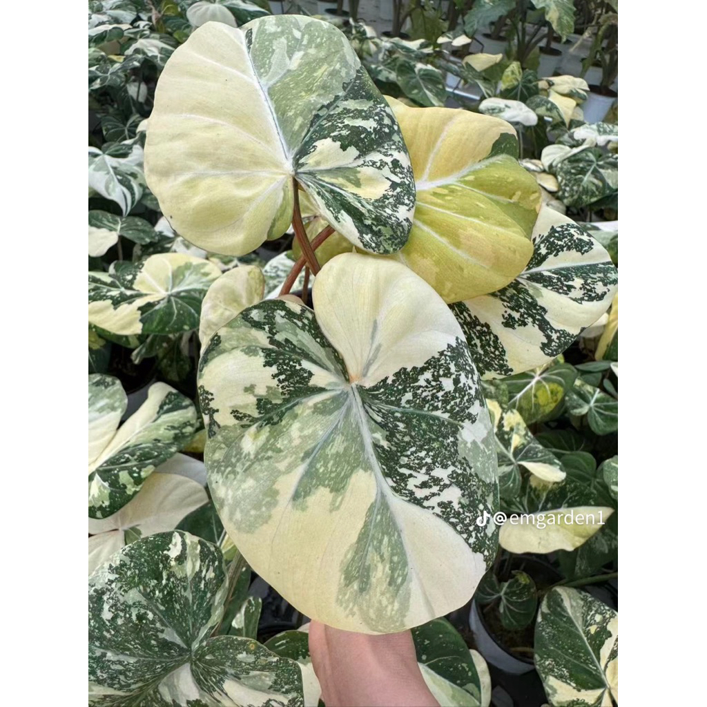 ฟิโดเดรนดรอน กอลิออซั่มด่างสามสี Philodendron gloriosum รูปที่ 4