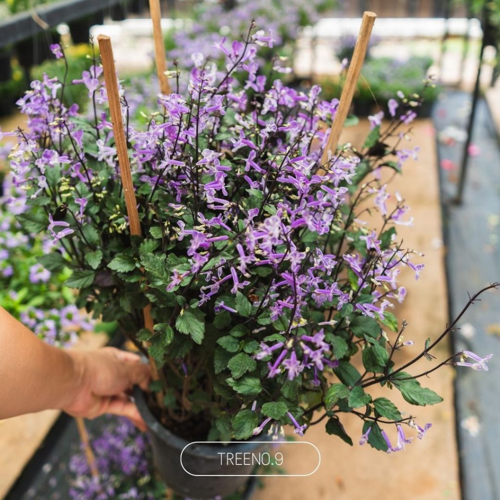 Treeno.9 อาจูก้า ม่วงมณี Mana Lavender กระถาง 8 นิ้ว สูง