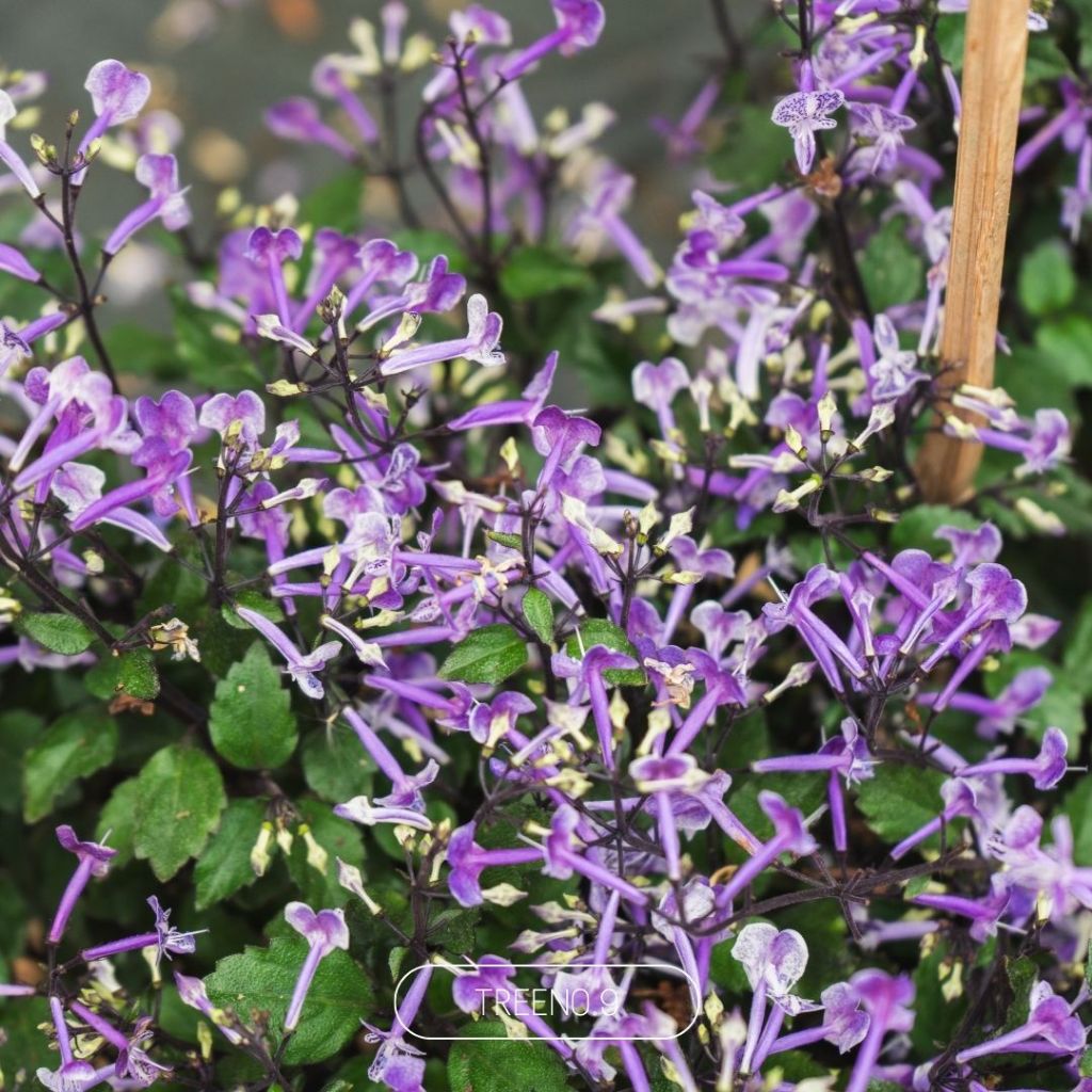 Treeno.9 อาจูก้า ม่วงมณี Mana Lavender กระถาง 8 นิ้ว สูง รูปที่ 7