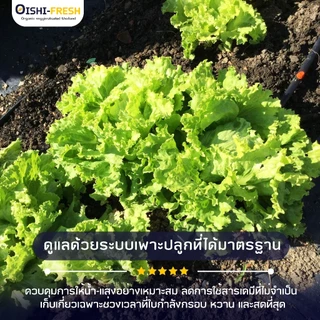 🛒Oishi-Fresh 🥬ผักกาดหอมจีน ปลอดสารพิษ 1 กก. รสชาติกรอบ สด ใหม่ ใยอาหารสูง หวานออร์แกนิค เคลมได้ 1-2 วัน