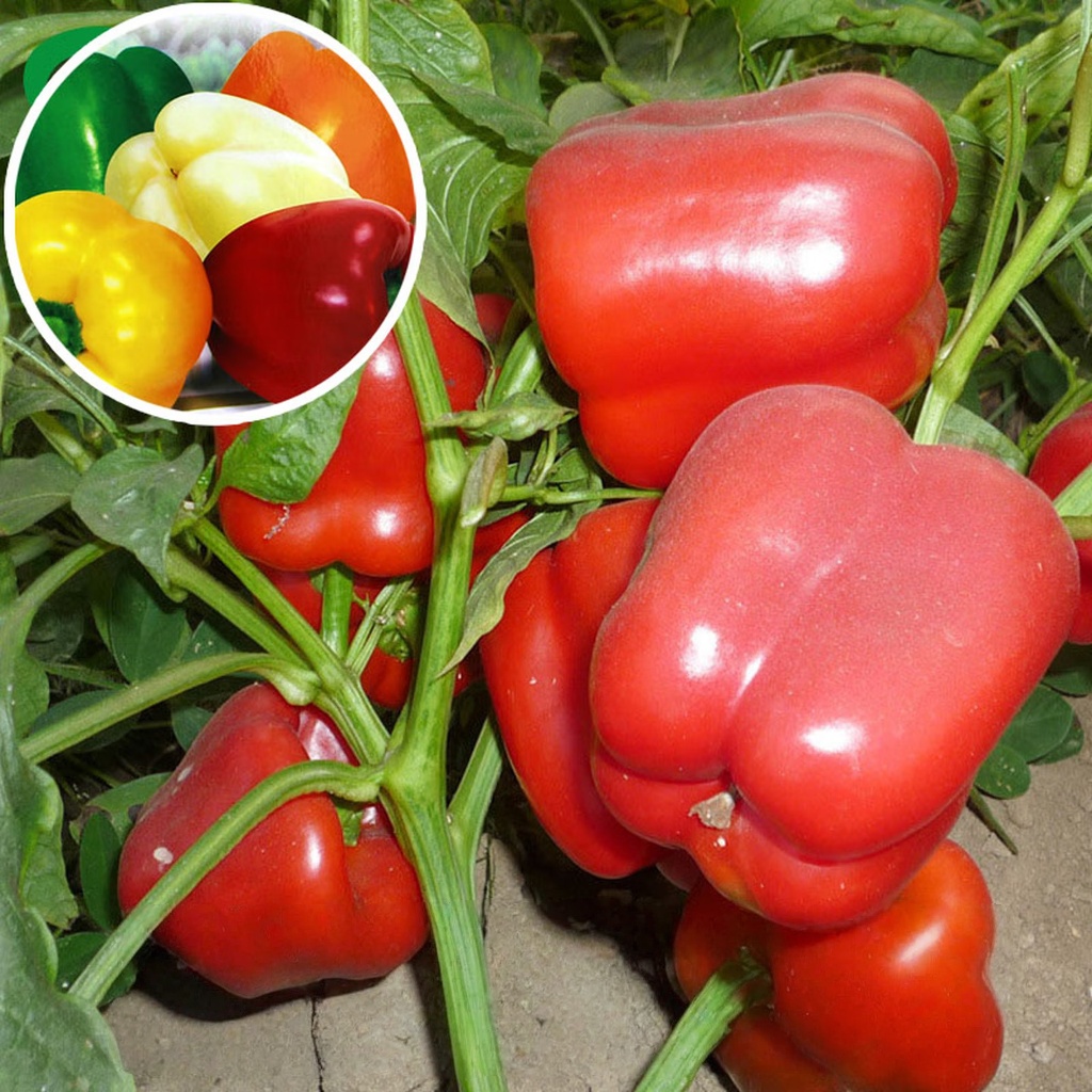 เมล็ดพันธุ์ พริกหวาน 100 เมล็ด Sweet Pepper Seeds 10 เเถม