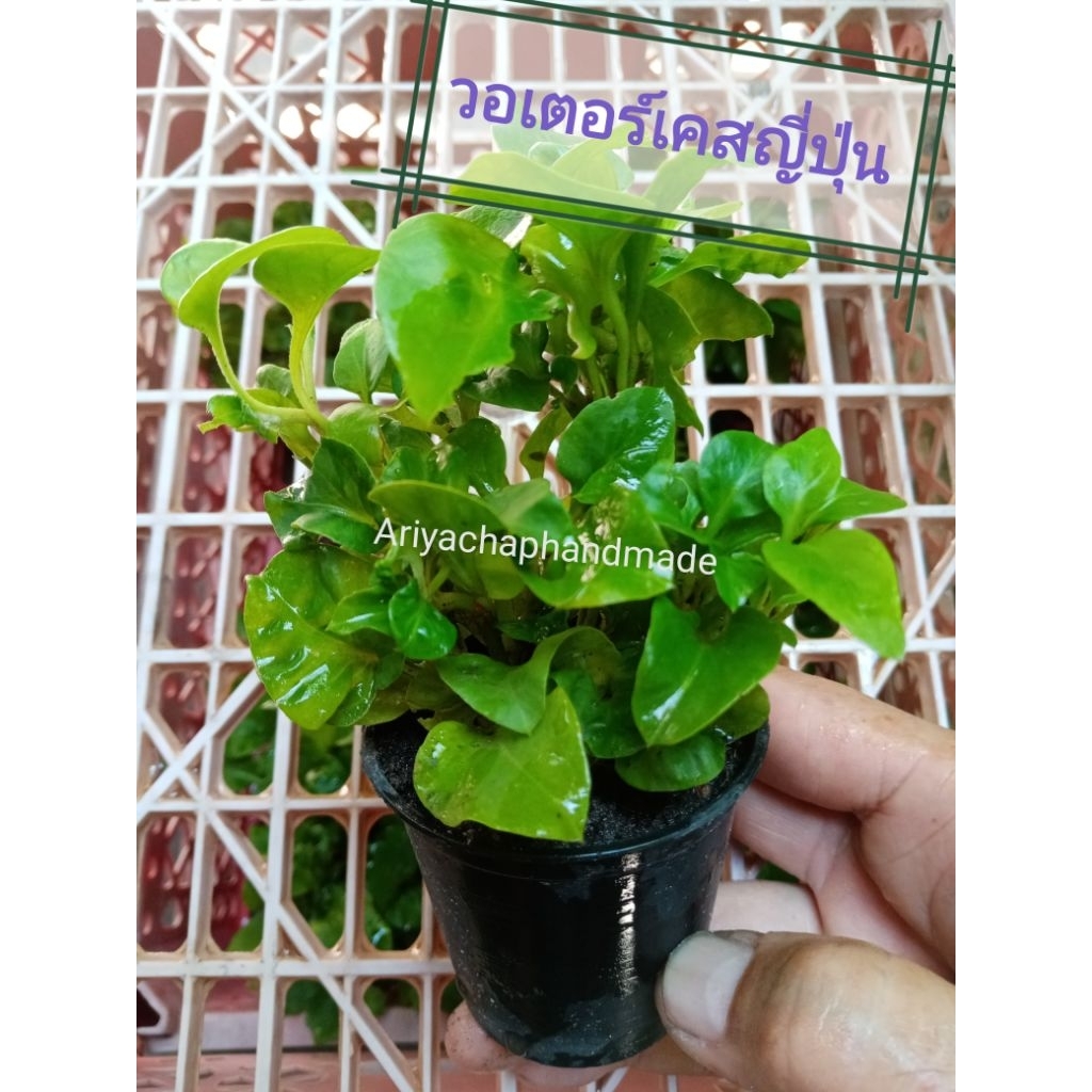 วอเตอร์เครสฮาวาย  อร่อยรสชาติดี ในกระถาง 2นิ้ว มีรากเดินพร้อมปลูกขยายพันธุ๋