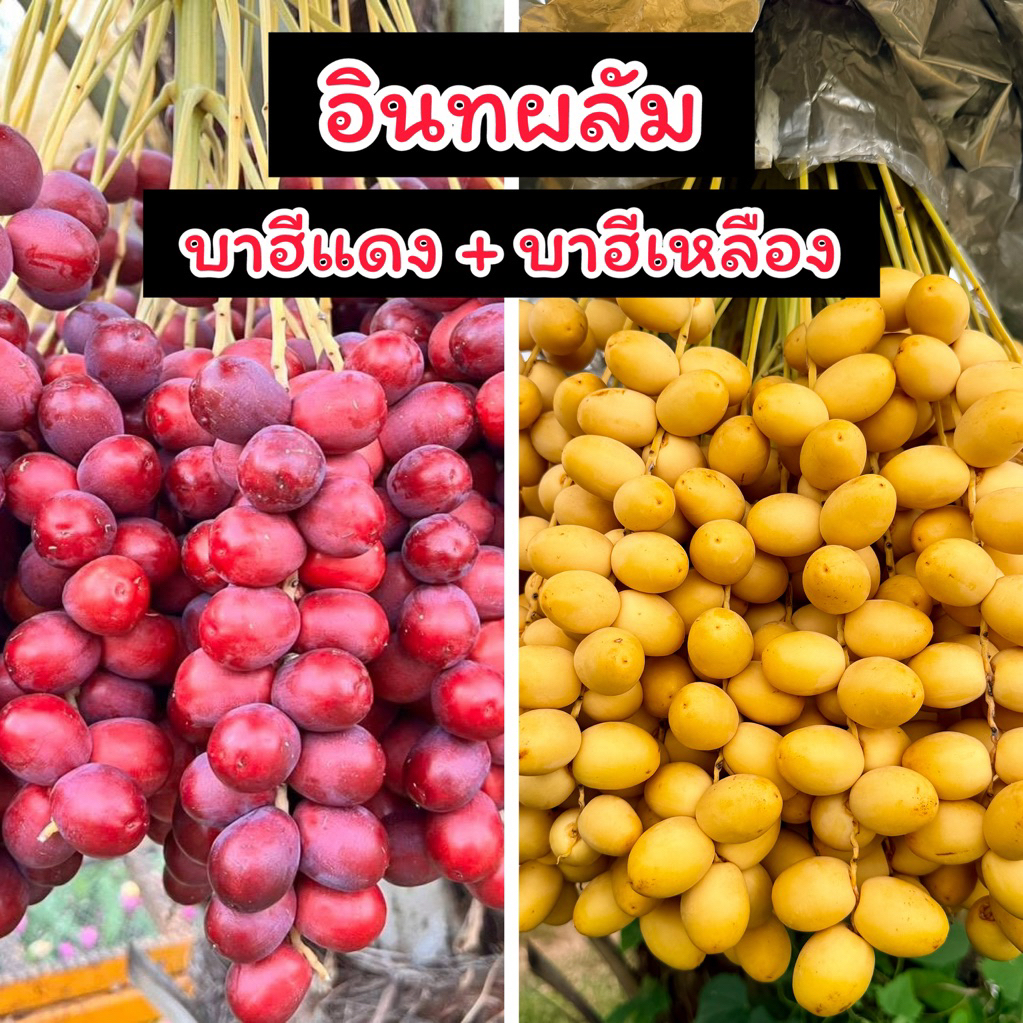 อินทผลัม เซตคู่ 1 กิโล บาฮีเหลือง  500g+บาฮีแดง 500g ผลไม้สดจากสวน