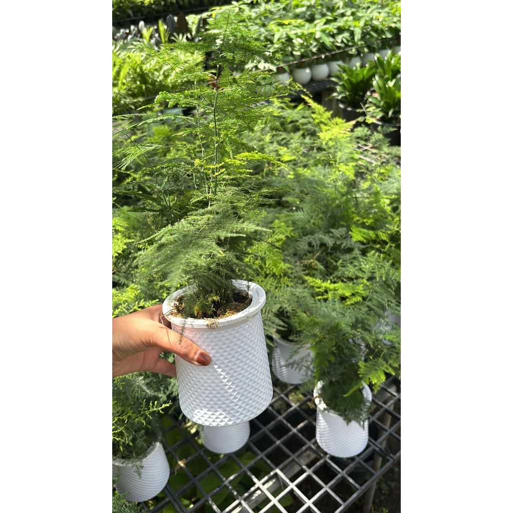 ต้นไม้ไม่ต้องรดน้ำ โปร่งฟ้า (Asparagus Fern / Plumosa Fern)ใน กระถางสวยเลี้ยงน้ำเพียงแค่เติมน้ำตั้งในร่มเป็นไม้มงคล