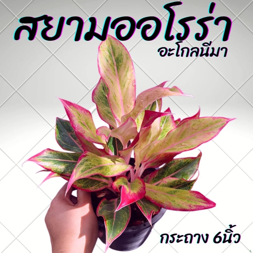 ต้นอะโกลนีมา สยามออโรร่า กระถาง6นิ้ว