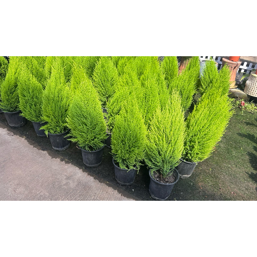 ต้นสนเลม่อน  LEMON CYPRESS สีใบเขียวอ่อน สนกลิ่นมะนาว ให้กลิ่นหอมอโรม่าช่วยให้ผ่อนคลายไล่ยุง50-60cm
