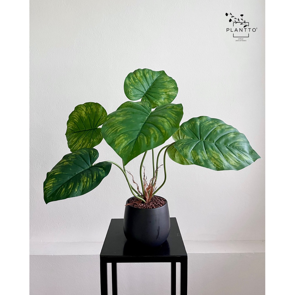 ต้นไม้ปลอม ฟิโลเดนดรอนใบด่าง กระถางเซรามิคสีดำ 14 cm สูงรวมราว 60 cm
