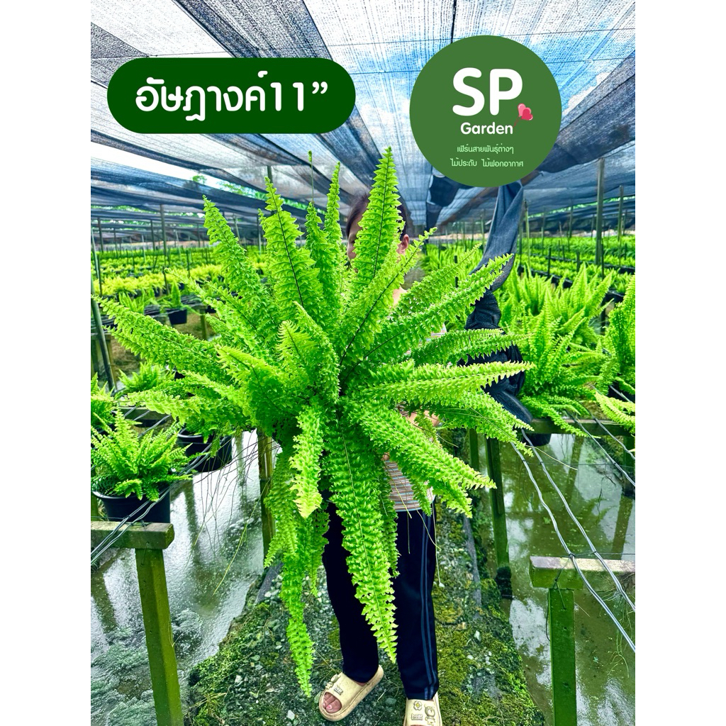 [SP GARDEN] เฟิร์นอัษฎางค์  ขนาดกระถาง 11 นิ้ว