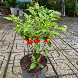 เมล็ดพันธุ์ พริกไบควินโฮ สีแดง คุณภาพดี ราคาถูก ของแท้ 100% - Biquinho Pepper - Thaiseed
