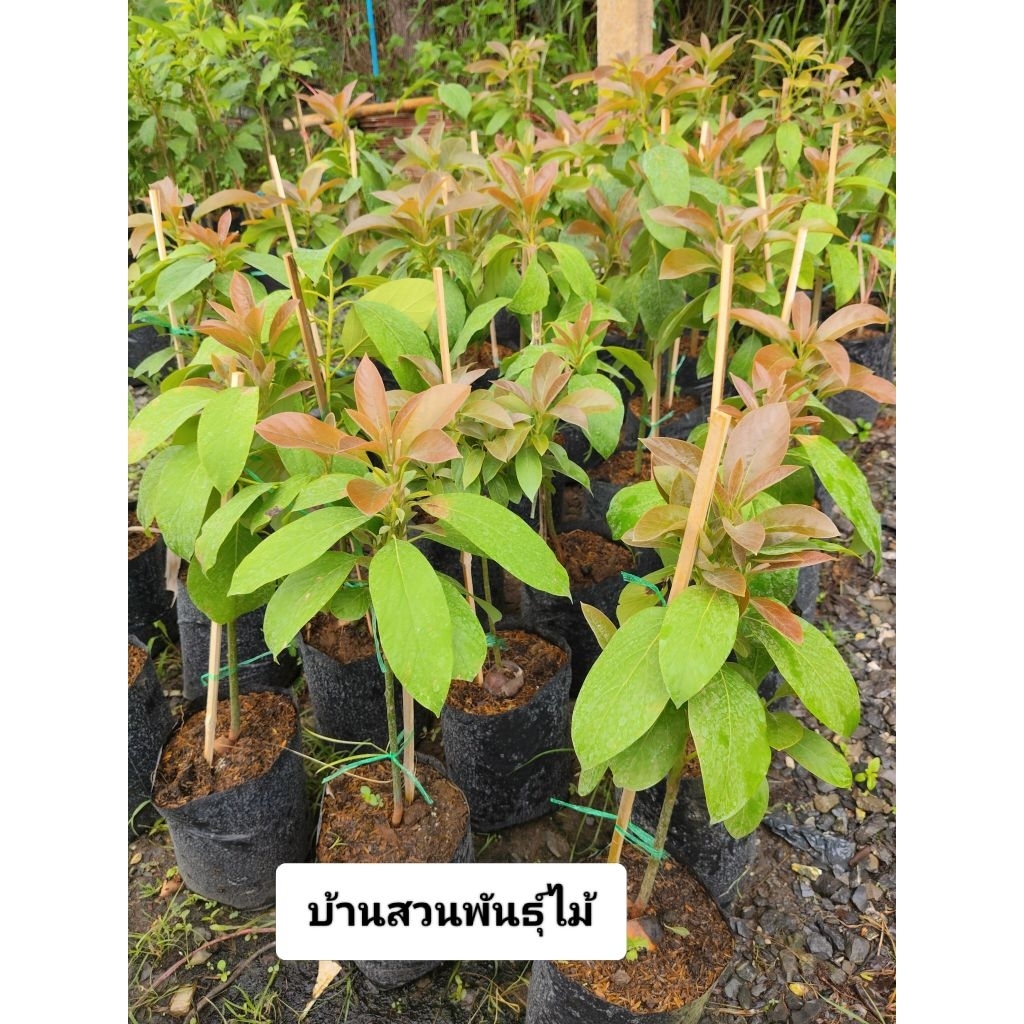 ต้นอะโวคาโดเรดเวียดนาม ต้นเสียบยอด60ซม.