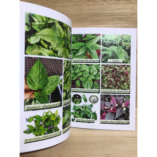 หนังสือน้ำผักปั่นสูตรหมอเขียว อาหารพืชแข็งแรงสูตรหมอเขียว หนังสือใหม่มือหนึ่ง