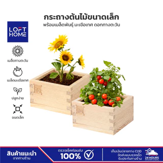 LOFTHOME กระถางต้นไม้ พร้อมเมล็ดพันธุ์ ขนาดเล็ก มะเขือเทศ ทานตะวัน ปลูกได้ภายในบ้าน หรือออฟฟิศ