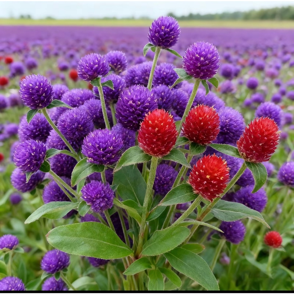 15บาท 500เมล็ด เมล็ดพันธุ์บานไม่รู้โรยคละสี เมล็ดบานไม่รู้โรยสีขาว ชมพู ม่วง แดง พร้อมส่ง