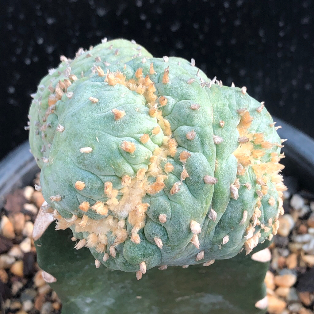 🌵แคคตัส โลโฟมอนส์ lophophora fricii montrose cactus ไม้กราฟ จำนวน 1 ต้น
