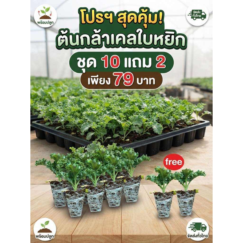 กล้าเคลใบหยิก ชุด 10 ต้น แถม 2 ต้น อายุเดือนครึ่ง