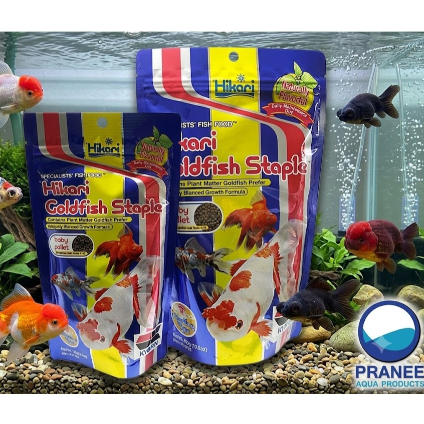Hikari Goldfish Staple อาหารปลาทอง เม็ดจิ๋ว 100-300 g. อาหารชนิดลอยน้ำสูตรโปรตีนมาตรฐานสำหรับปลาทอง
