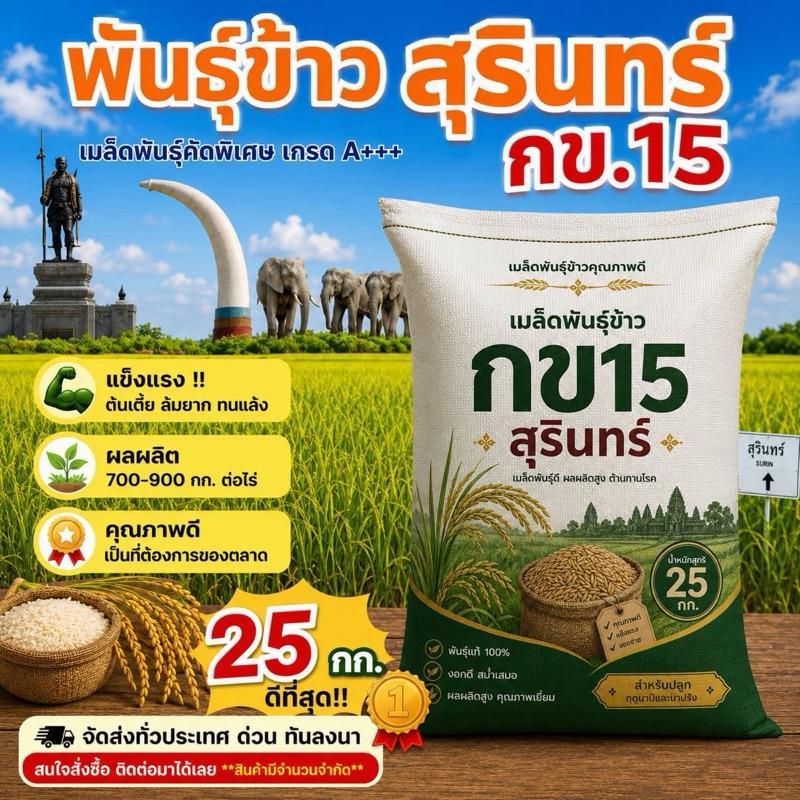 เมล็ดพันธุ์ข้าว กข.15 พันธุ์ข้าวหอมมะลิ(เบา)เก็บเกี่ยวใน 3 เดือน อัตราการงอกสูง ระยะสั้น ยกกระสอบ 25 กก. ราคาส่ง