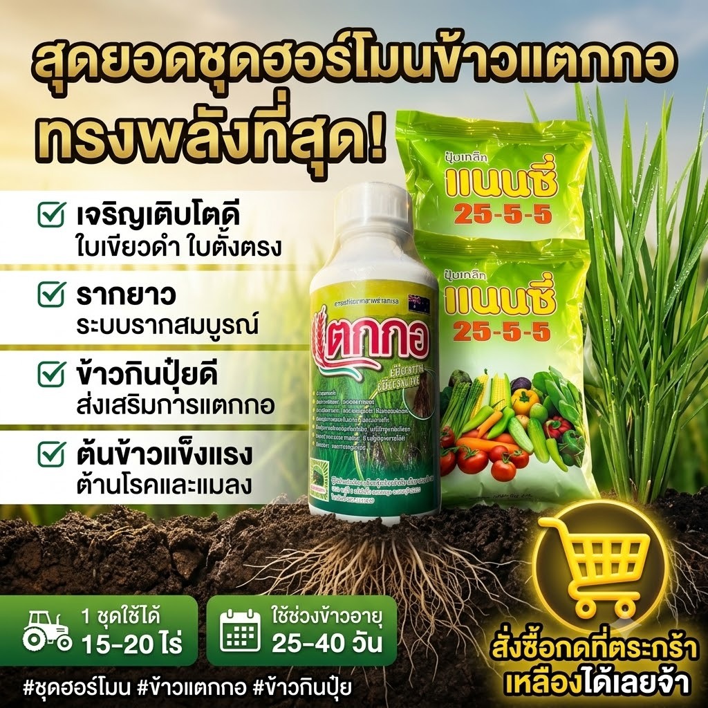 ชุดฮอร์โมนสำหรับนาข้าว สูตร 1 ระยะข้าวแตกกอ โตไว แตกกอดี ( 1 ชุด 15-20 ไร่ ) ฮอร์โมนแตกกอ+ ปุ๋ยเกล็ดแนนซี่25-5-5