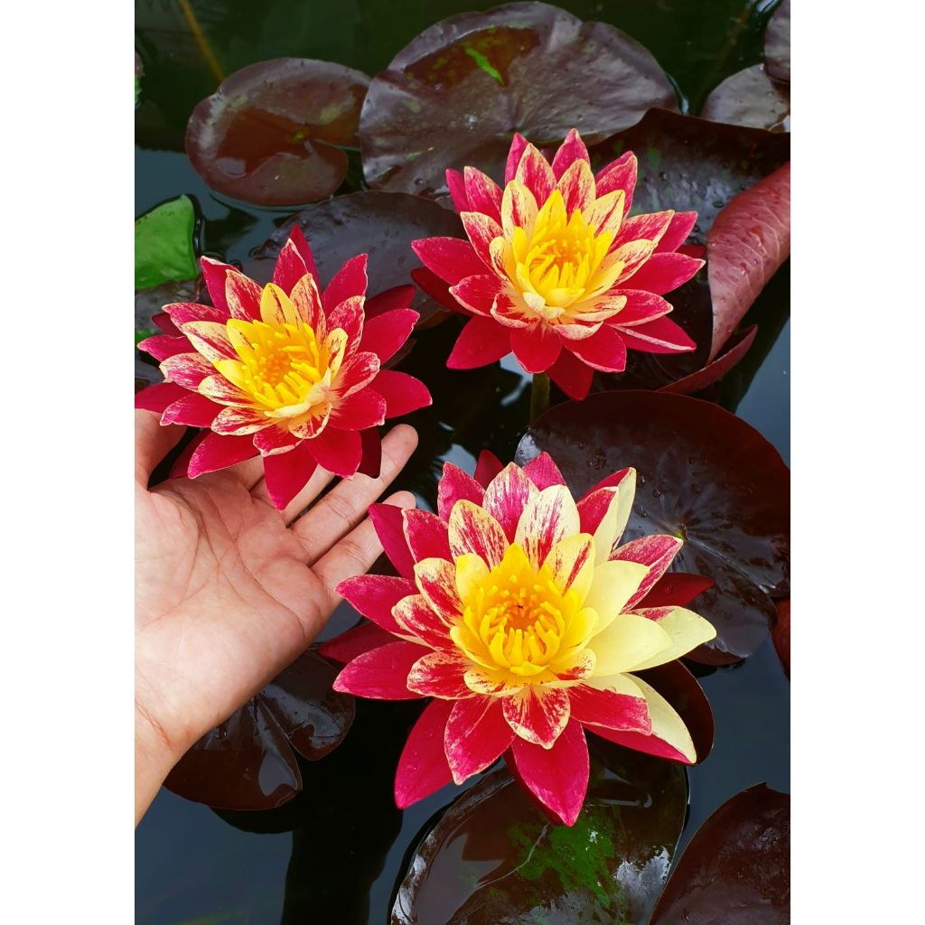 บัวสีเปลวเพลิง "Bangkok Ring of Fire" สีแดงเข้มอมส้ม มีสีเหลืองแทรกสลับสีในดอก ใบสีไวน์แดง