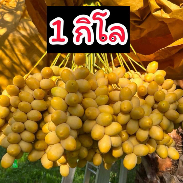 อินทผลัม สดสายพันธุ์บาฮี สีเหลือง ขนาด 1 กิโล กรอบๆ อร่อย