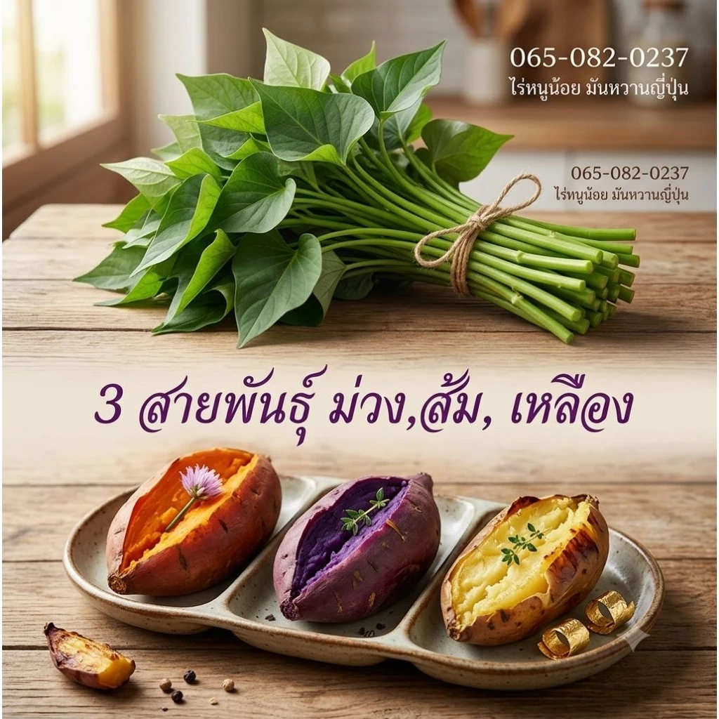 ยอดพันธุ์มันหวานญี่ปุ่นแท้100% 1ชุด60ยอด มีม่วง, ส้ม, เหลืองเนื้อหอมหวานอร่อย
