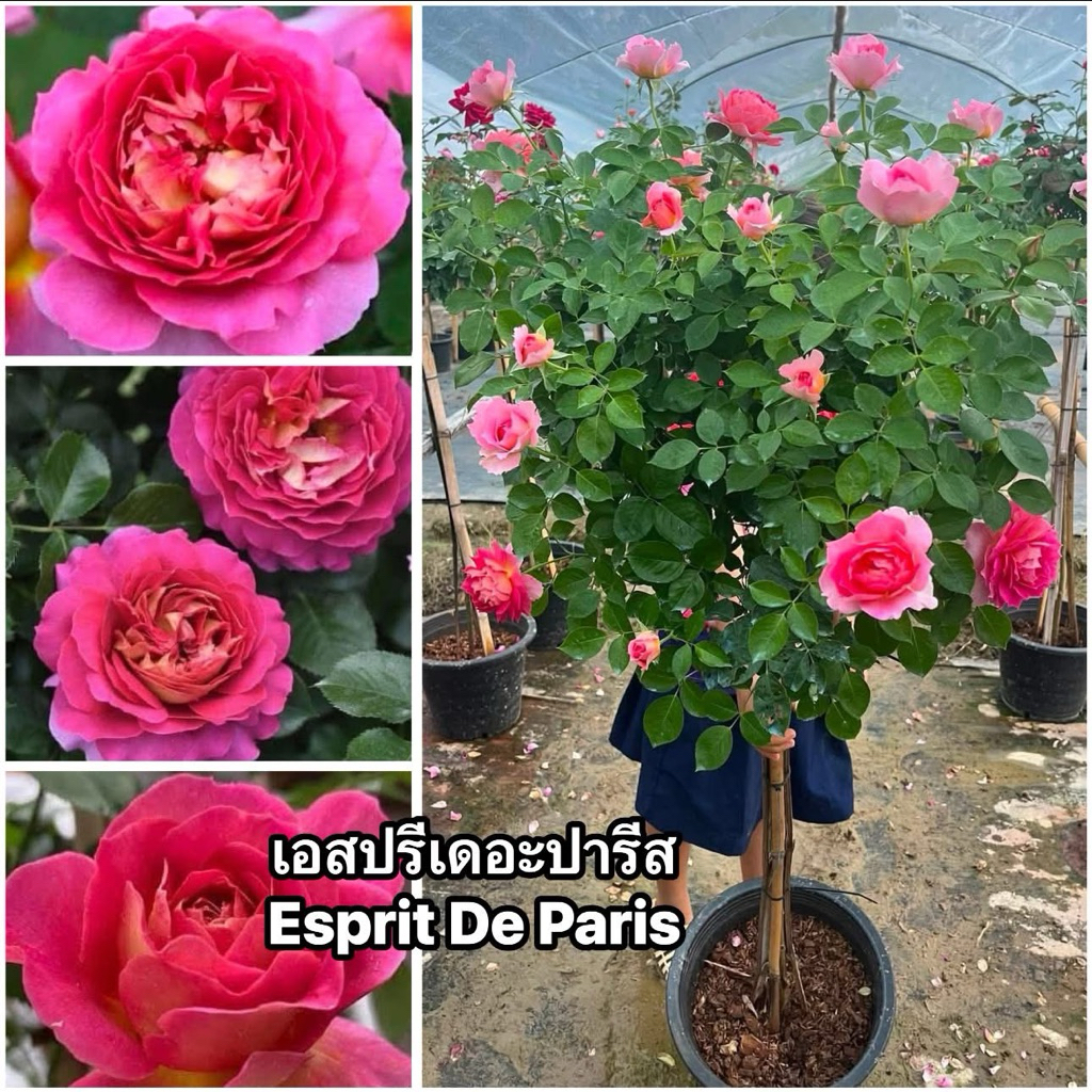 กุหลาบ-ทรีโรสเอสปรีเดอะปารีส​ Tree Rose Esprit De Paris  หอมแรง กลิ่นผลไม้ ดอกใหญ่ สีเข้ม สีสันสดใสเ