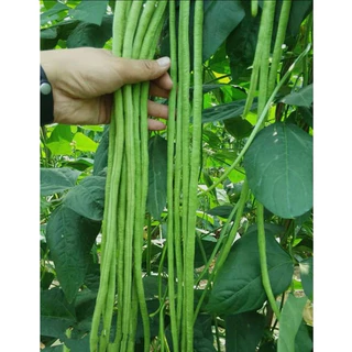 【ซื้อ 5 แถม 5 ฟร】🔥GGEW เมล็ดพันธุ์ ถั่วฝักยาว ลำน้ำพอง2 100 เมล็ด ตราศรแดง