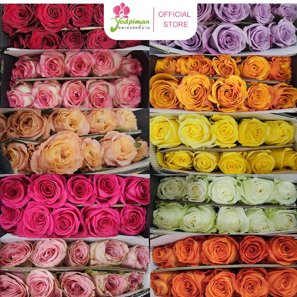 กุหลาบเปิด กุหลาบจีน กุหลาบสด 10 ดอก หลายสีให้เลือก [ส่งทันทีในวัน ]สอบถามสีก่อนสั่งซื้อนะคะ