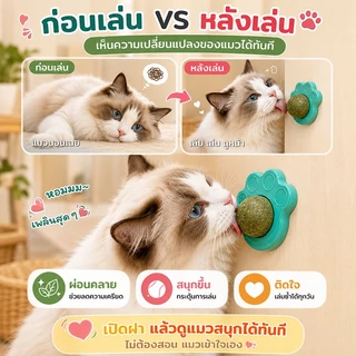 แคทนิปบอล กัญชาแมว หญ้าแมว แคทนิป กันชาแมว แคทนิป แมว กัญชาเเมว แคทนิปแมว catnip แมว ติดกำแพง